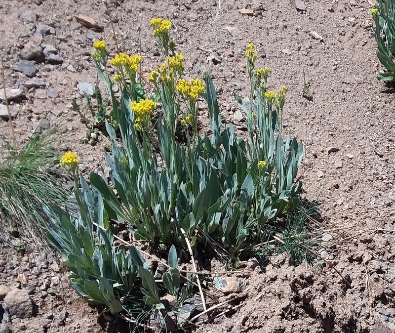 Tall Blacktip Ragwort photo 4