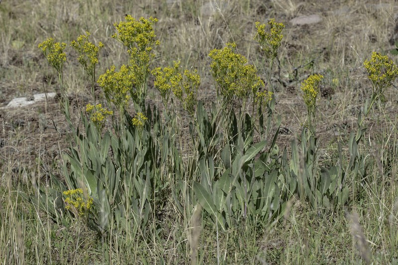 Tall Blacktip Ragwort photo 6