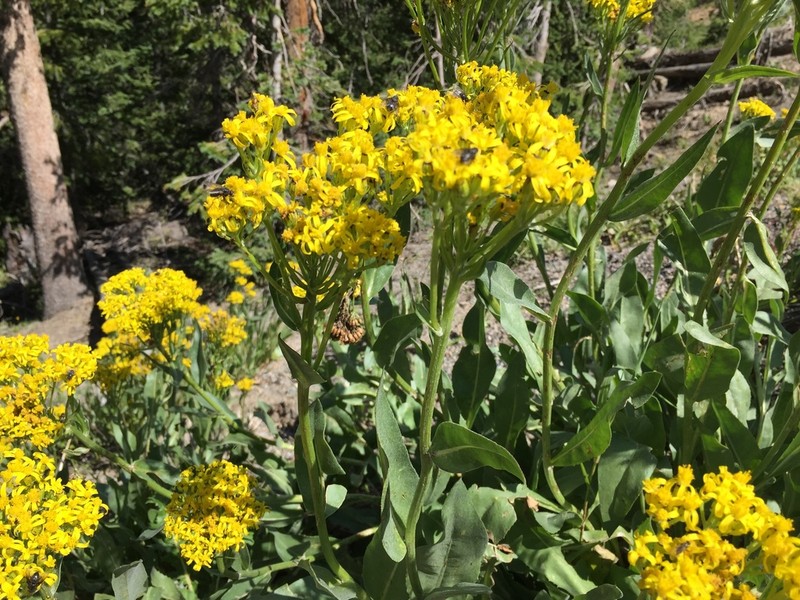 Tall Blacktip Ragwort photo 7