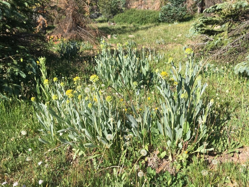 Tall Blacktip Ragwort photo 8
