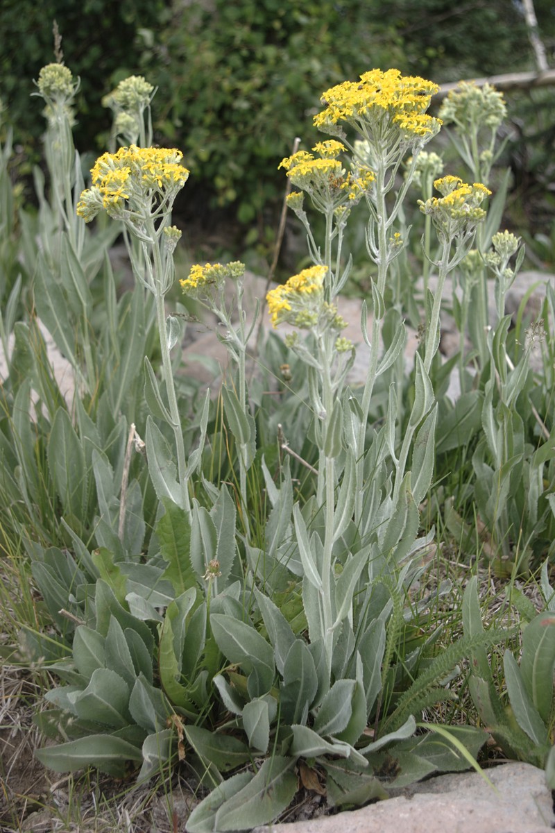 Tall Blacktip Ragwort