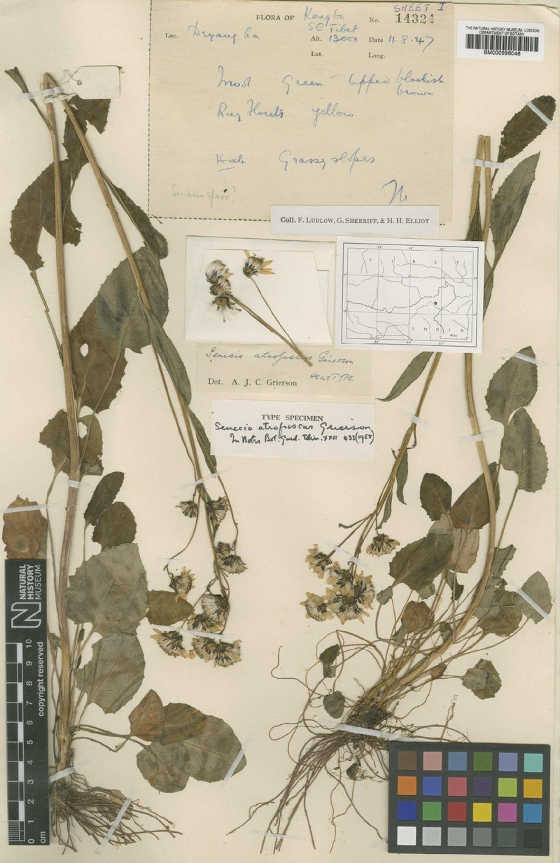 Senecio atrofuscus
