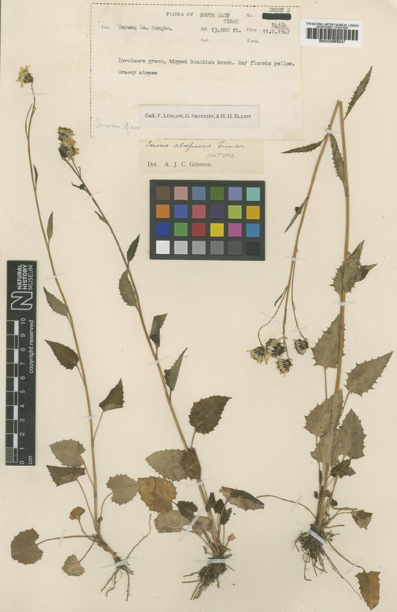 Senecio atrofuscus photo 2