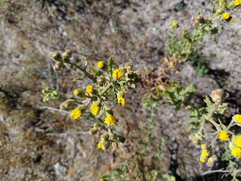Senecio attenuatus