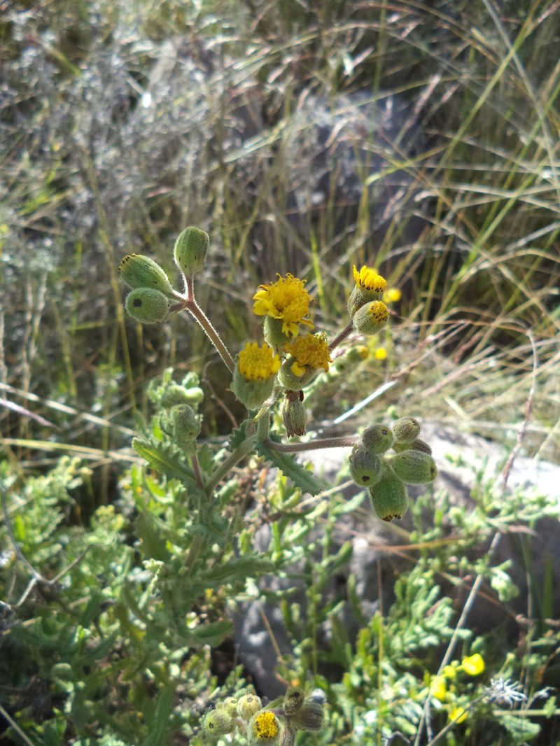 Senecio attenuatus photo 2
