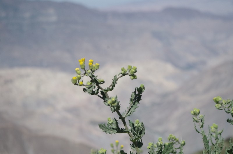 Senecio attenuatus photo 3