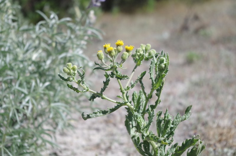 Senecio attenuatus photo 4