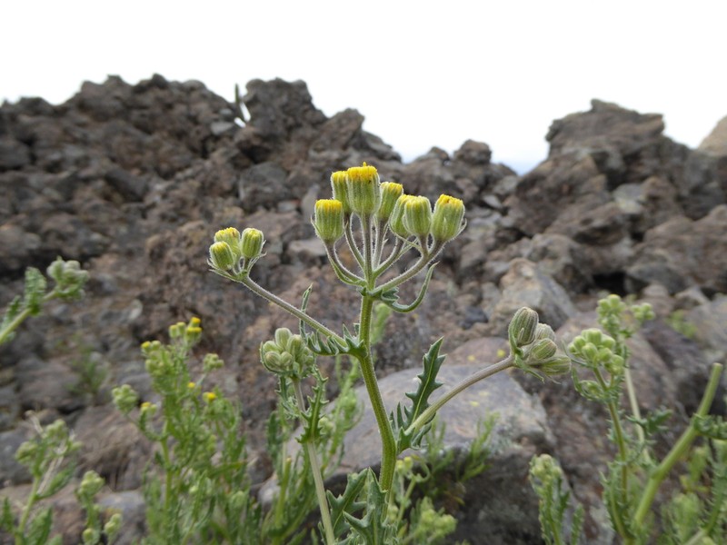 Senecio attenuatus photo 5