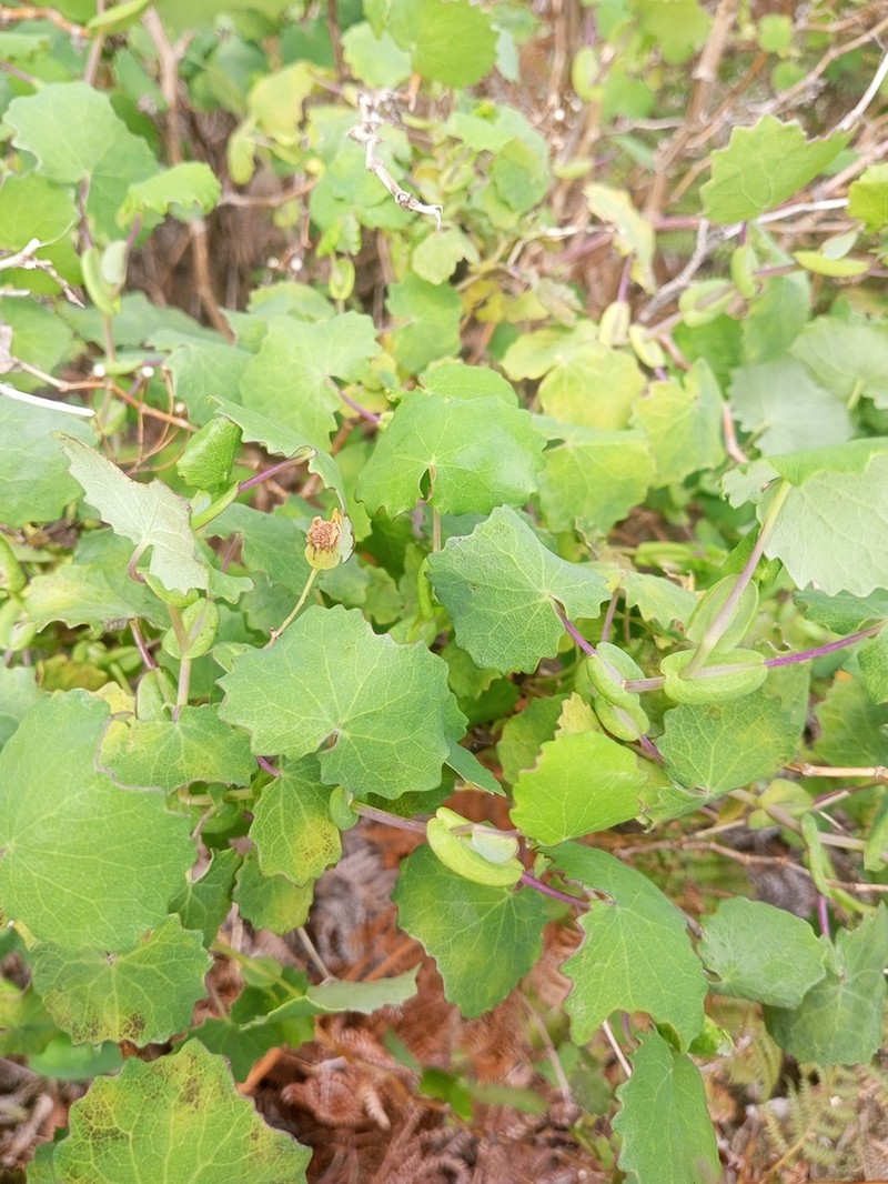 Senecio auriculatissimus