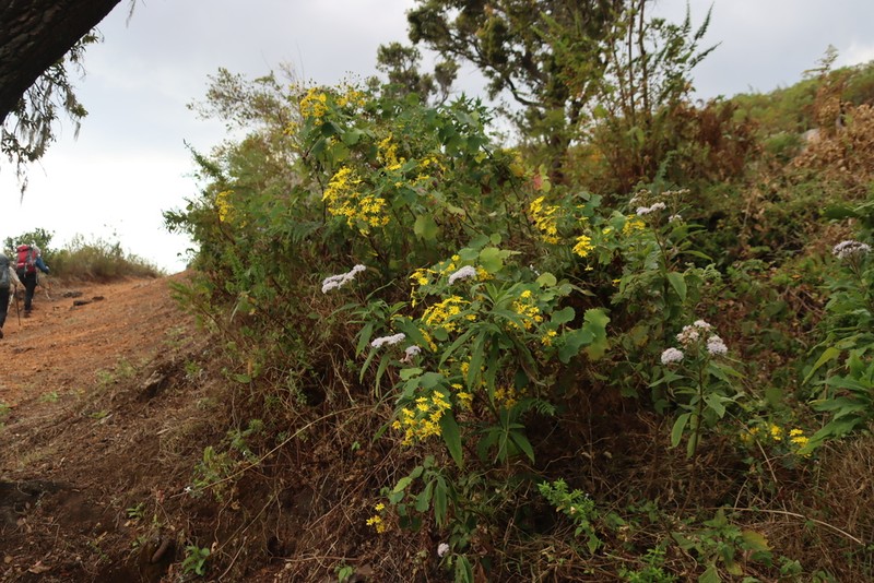 Senecio auriculatissimus photo 2