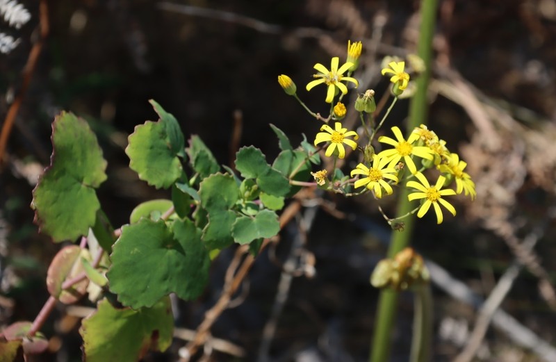 Senecio auriculatissimus photo 3