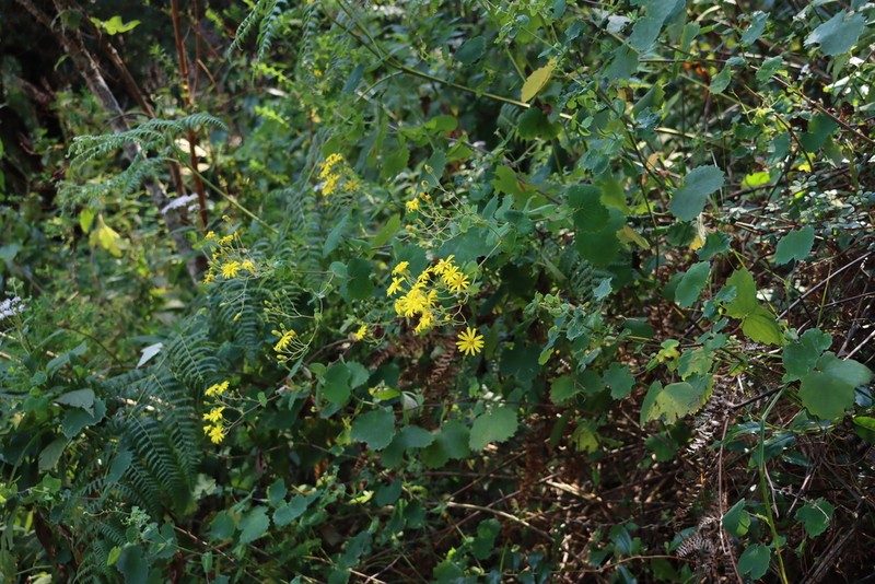 Senecio auriculatissimus photo 4