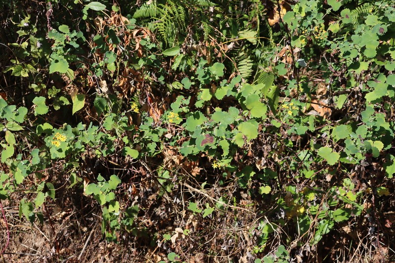 Senecio auriculatissimus photo 5