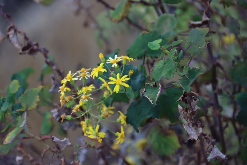 Senecio auriculatissimus photo 6