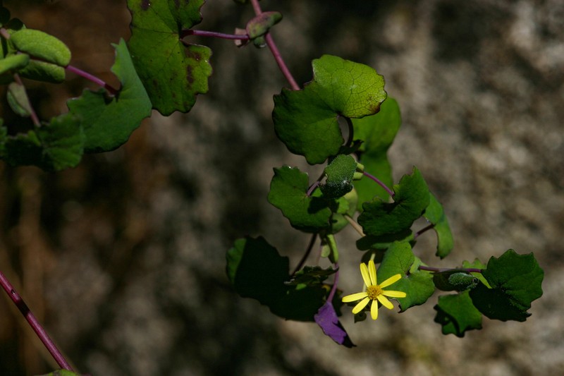 Senecio auriculatissimus photo 8