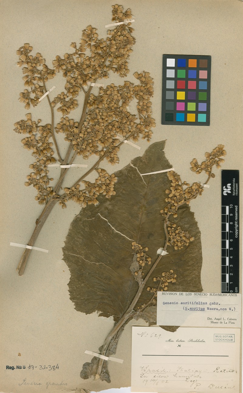 Senecio auritifolius