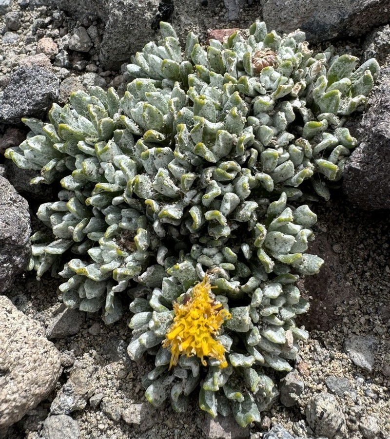 Senecio australandinus