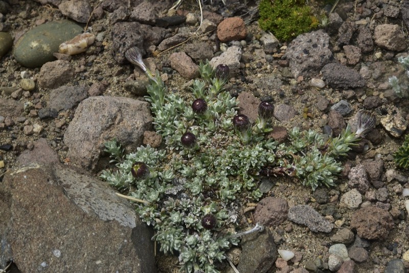 Senecio australandinus photo 2