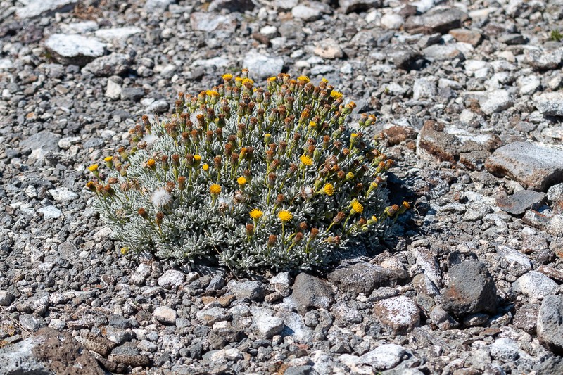 Senecio australandinus photo 3