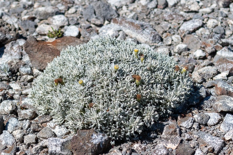 Senecio australandinus photo 4
