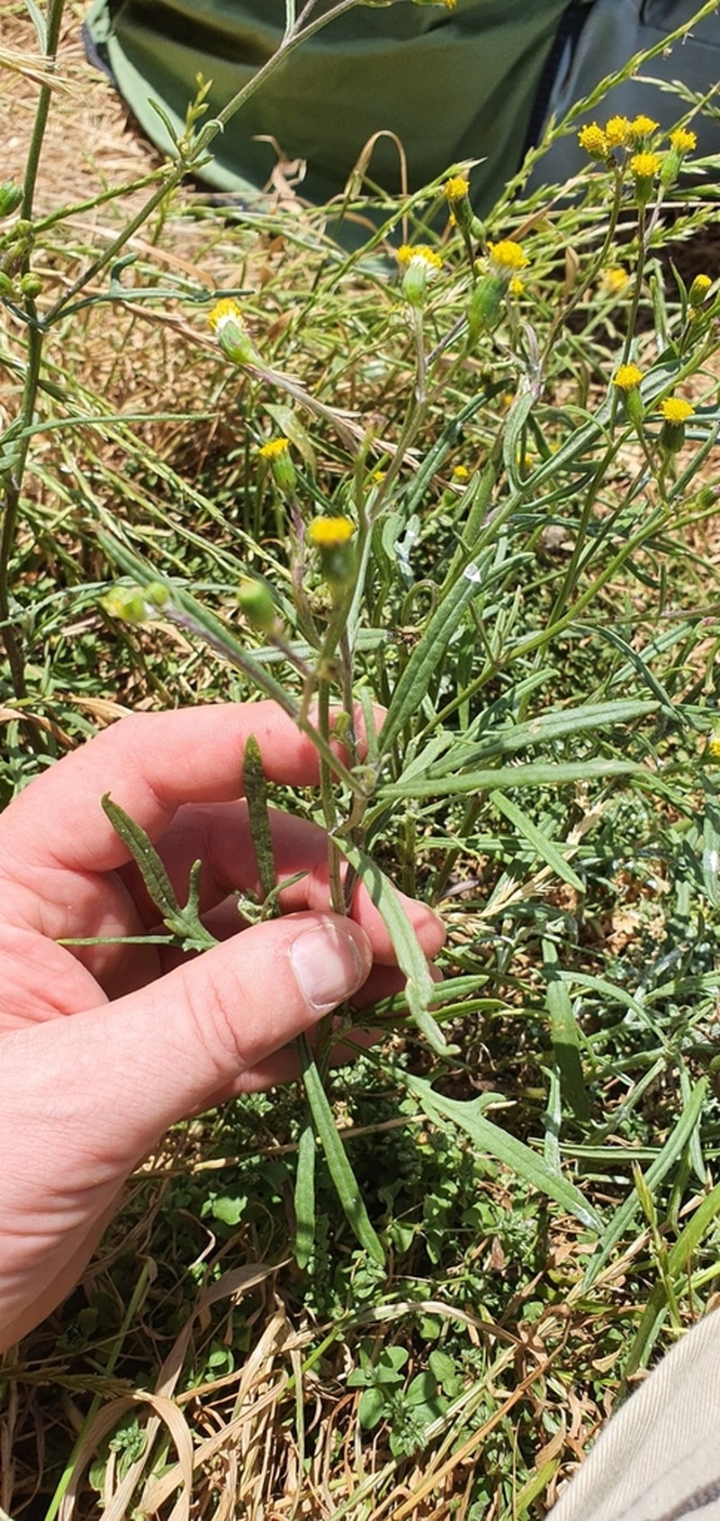 Senecio australis