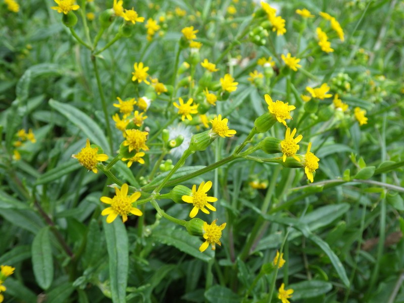 Senecio australis photo 2
