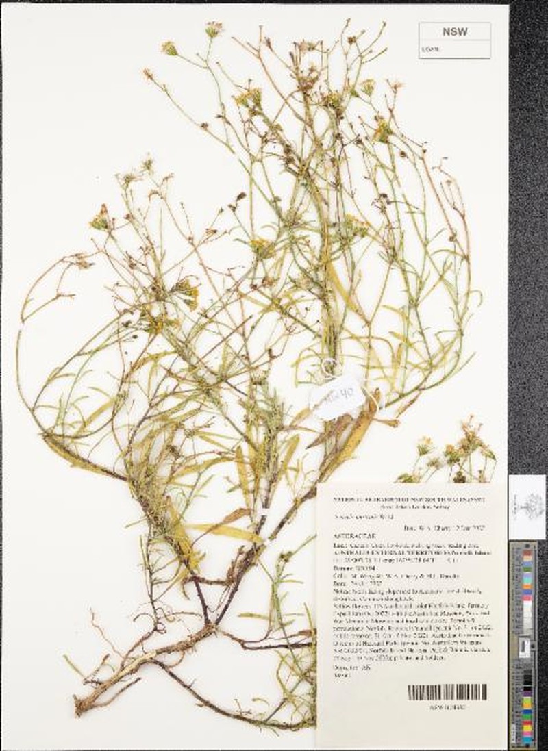 Senecio australis photo 4