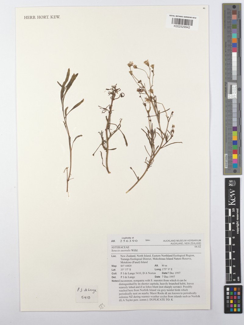 Senecio australis photo 5