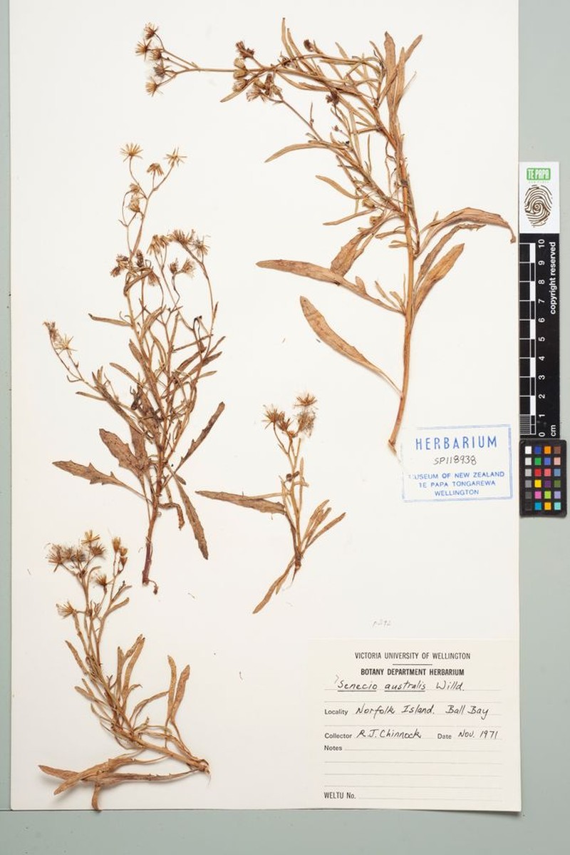 Senecio australis photo 6
