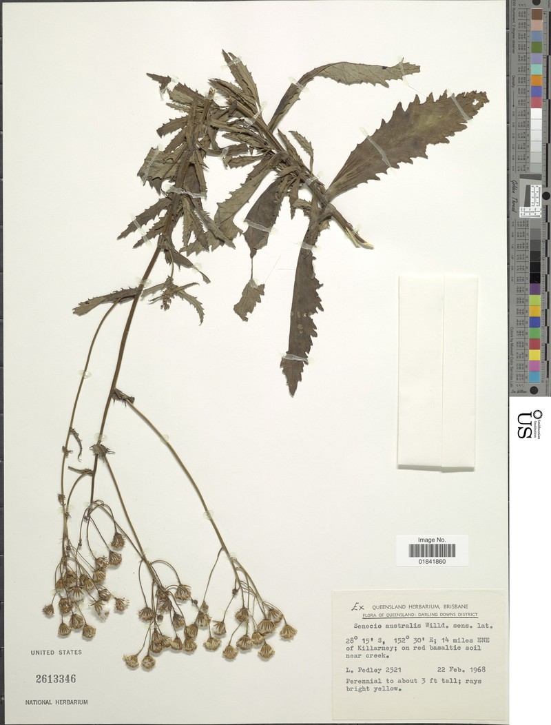 Senecio australis photo 7