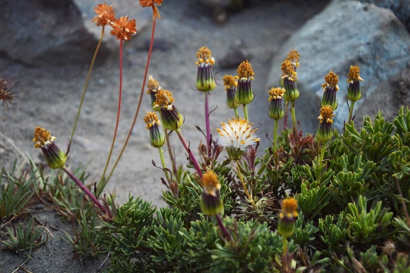 Senecio baccharidifolius
