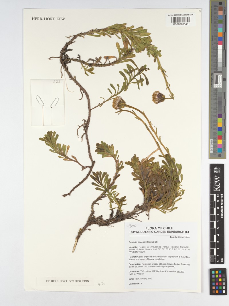 Senecio baccharidifolius photo 3