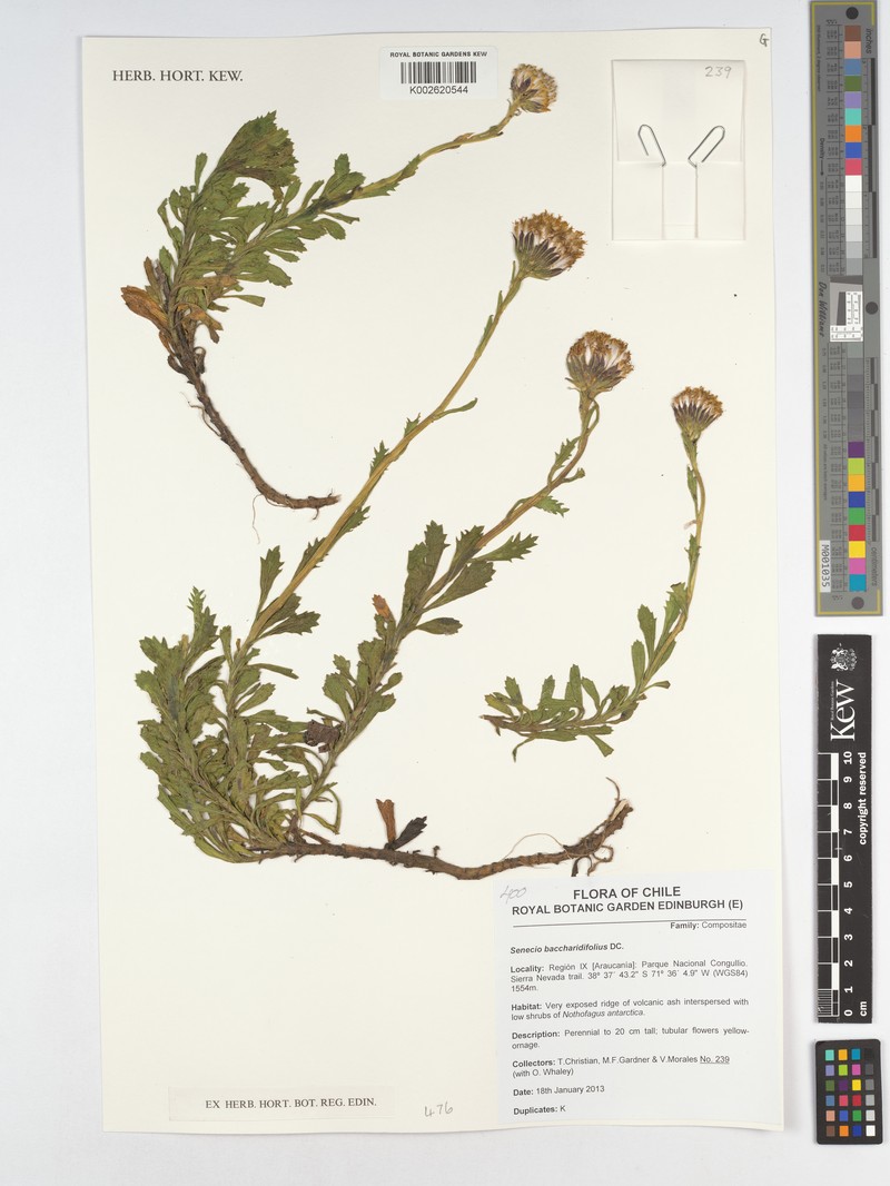 Senecio baccharidifolius photo 4