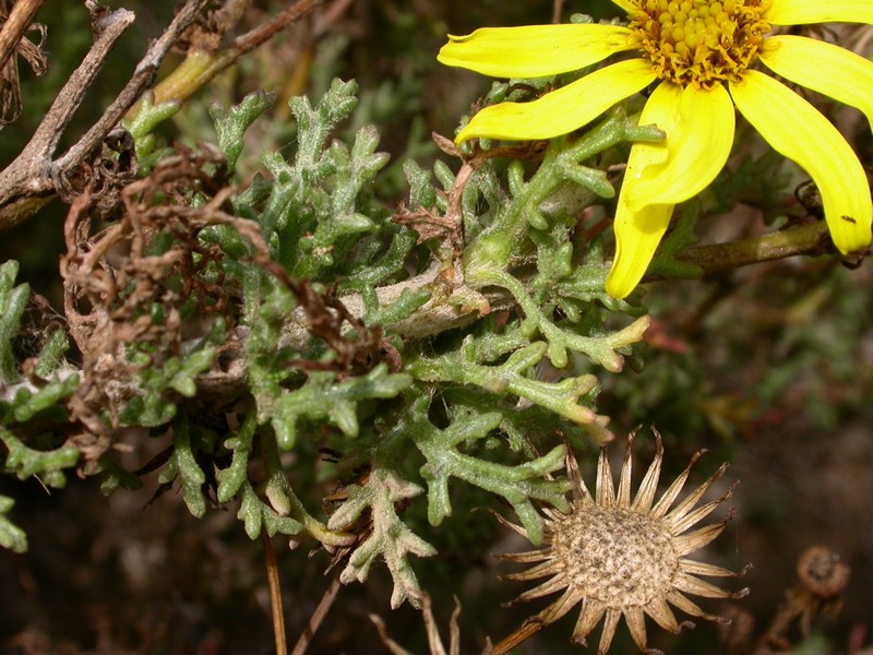 Senecio bahioides