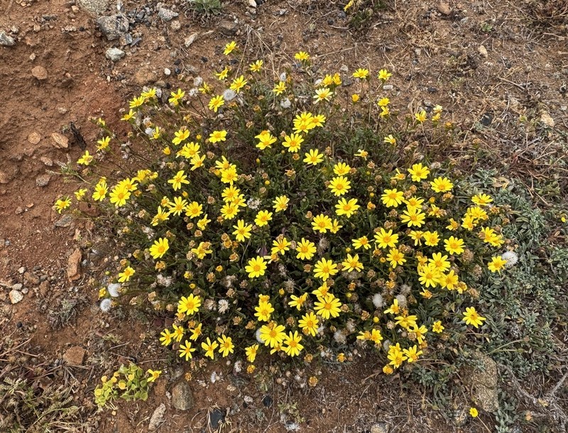 Senecio bahioides photo 2