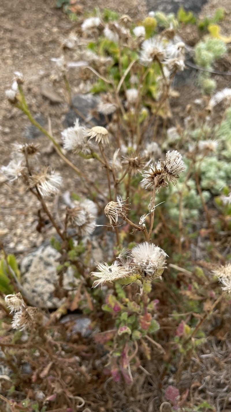Senecio bahioides photo 3