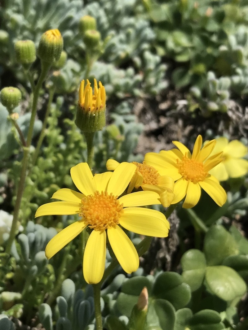 Senecio bahioides photo 4
