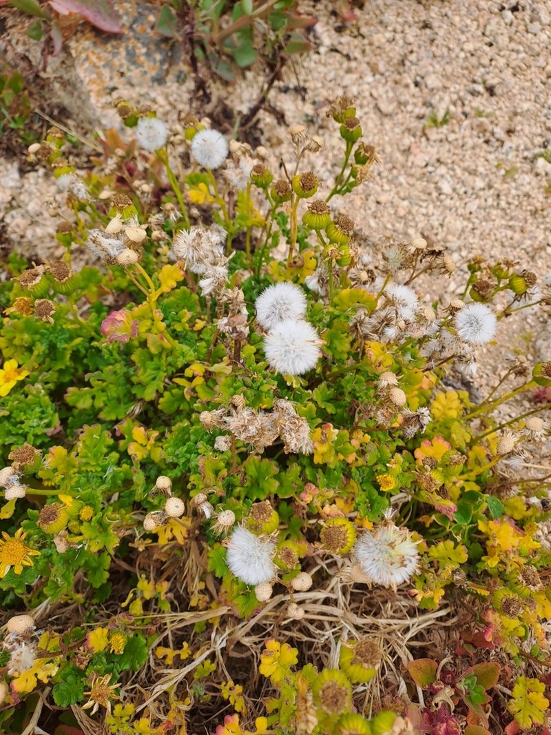 Senecio bahioides photo 5