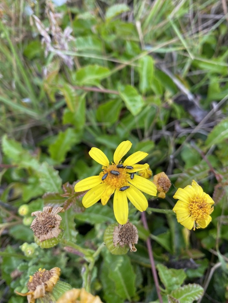 Senecio bahioides photo 6