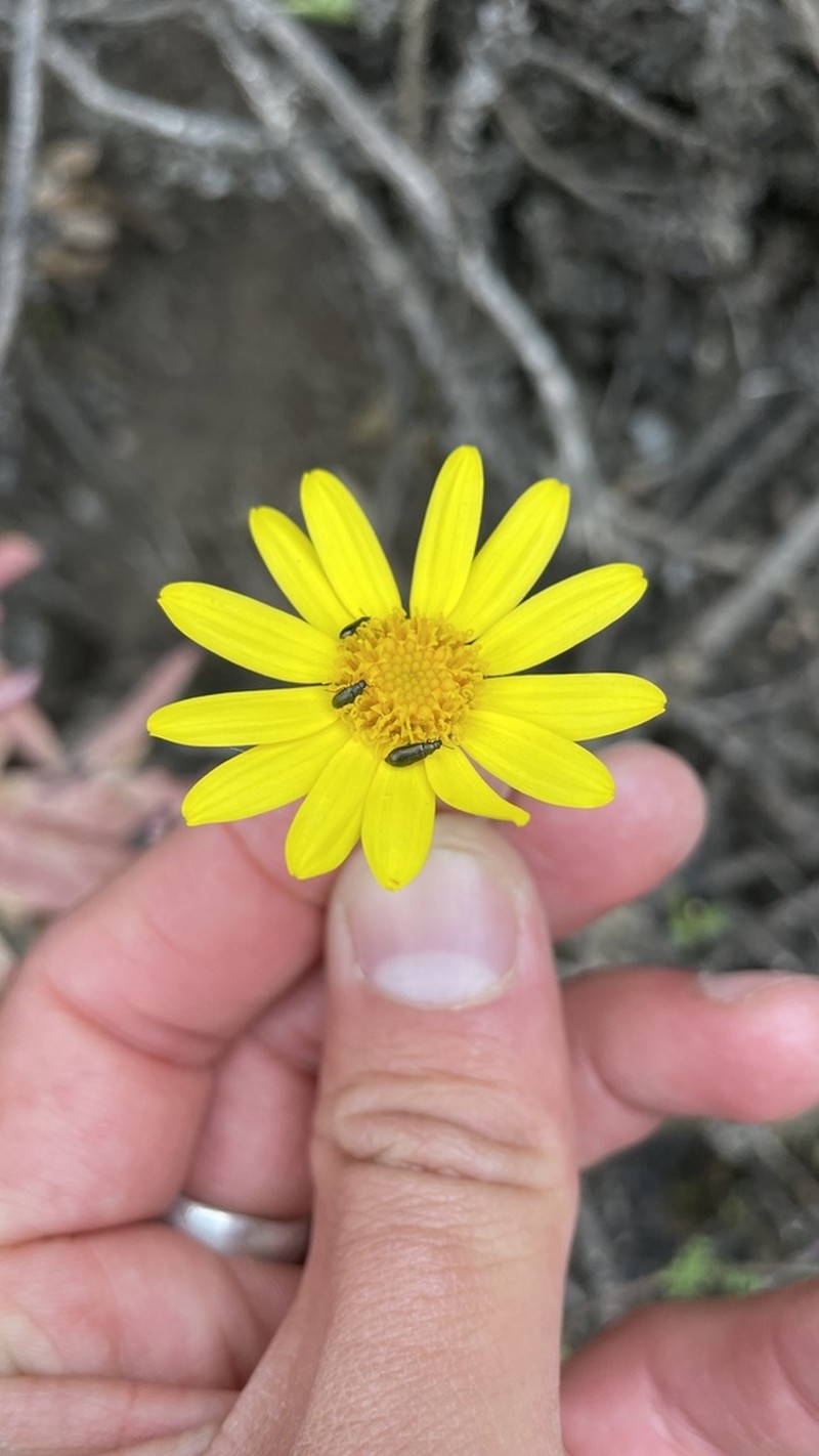 Senecio bahioides photo 7
