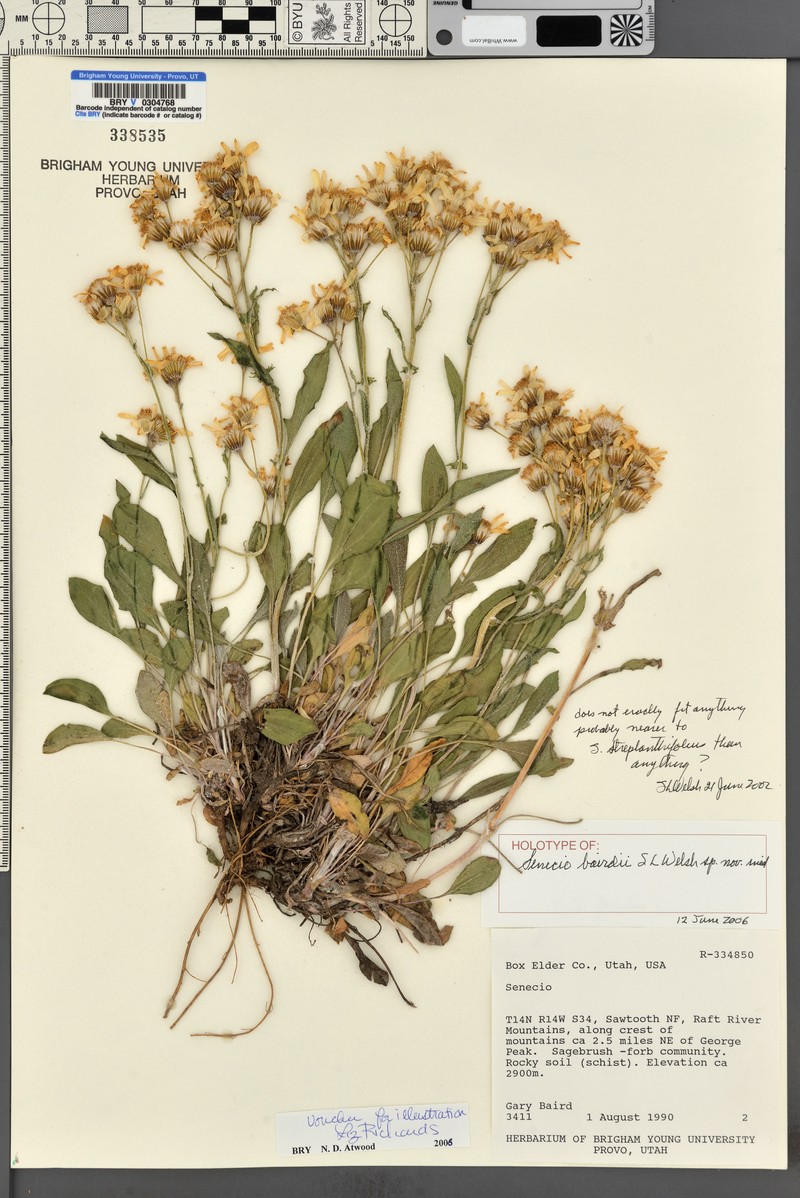 Senecio bairdii
