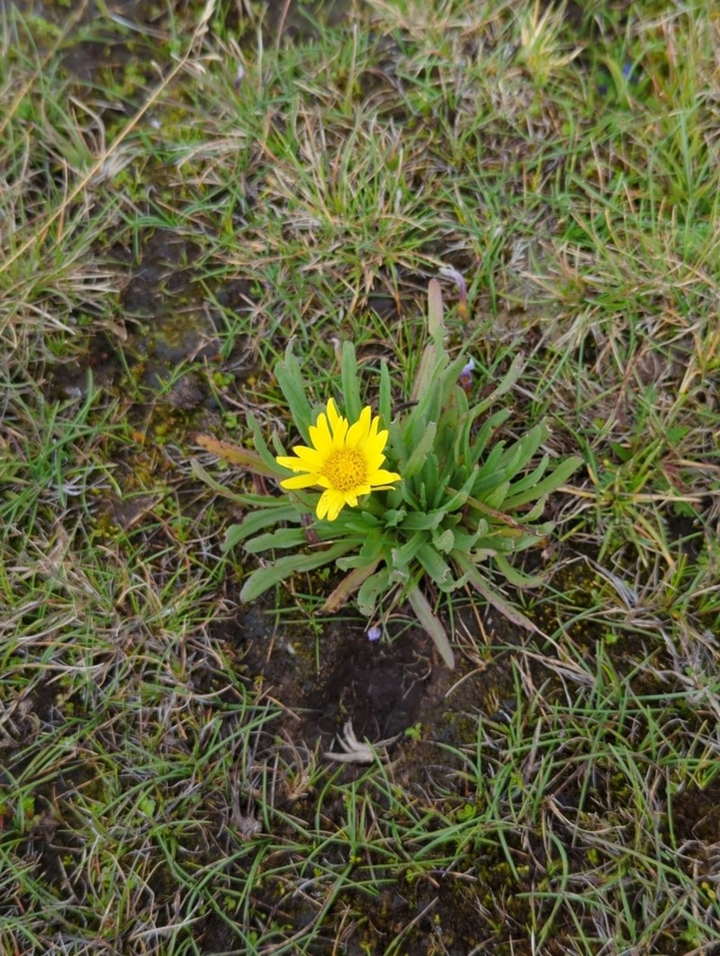 Senecio balensis