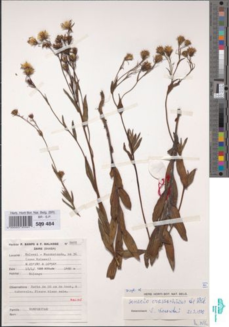 Senecio bampsianus