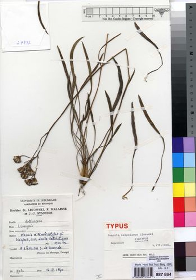 Senecio bampsianus photo 2