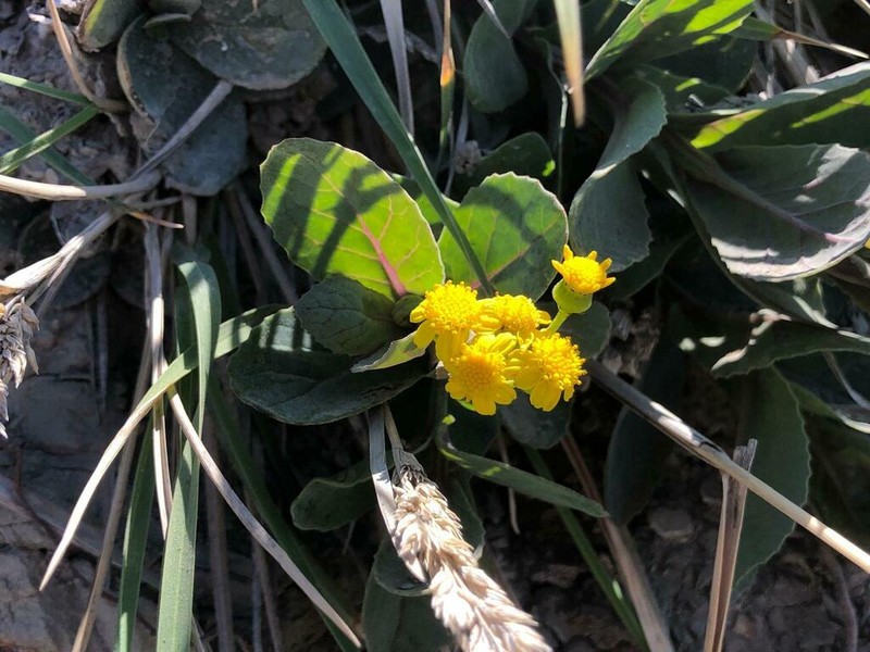 Senecio banksii photo 2