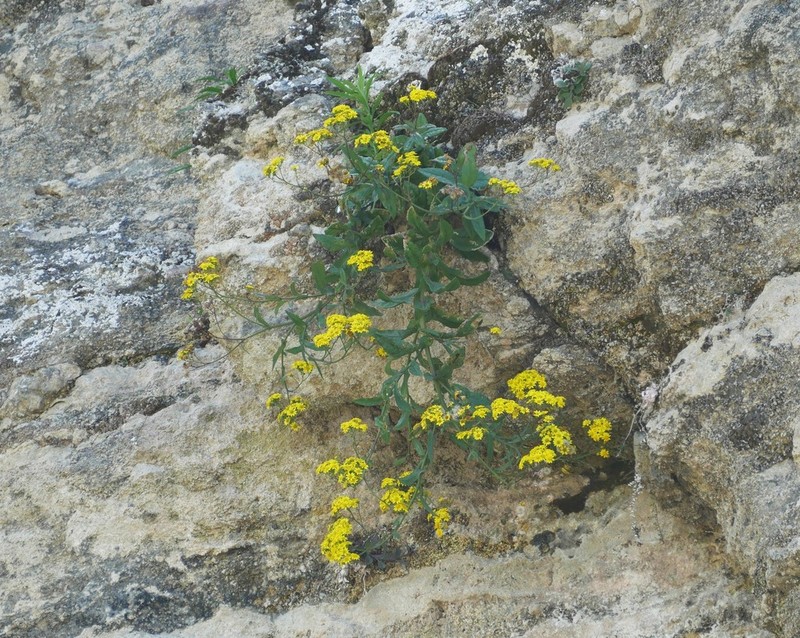 Senecio banksii photo 3