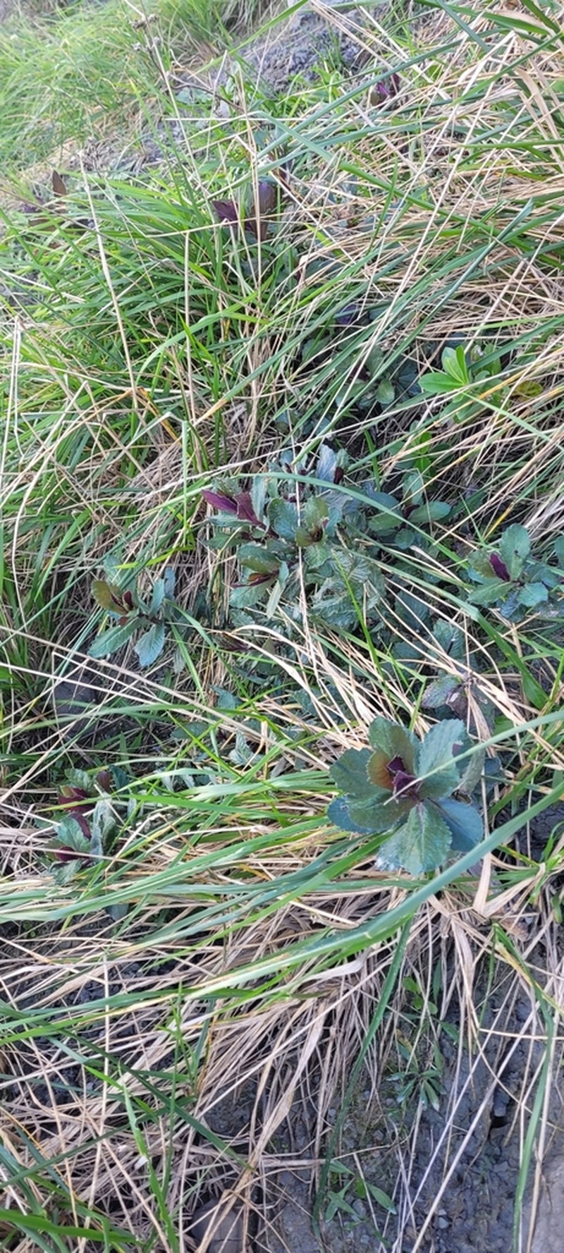 Senecio banksii photo 4