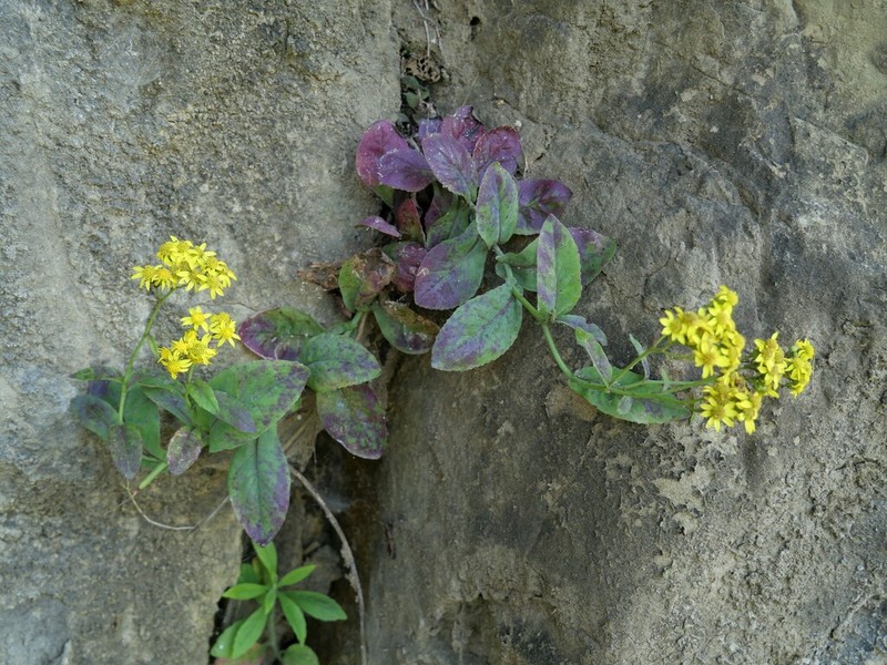Senecio banksii photo 5