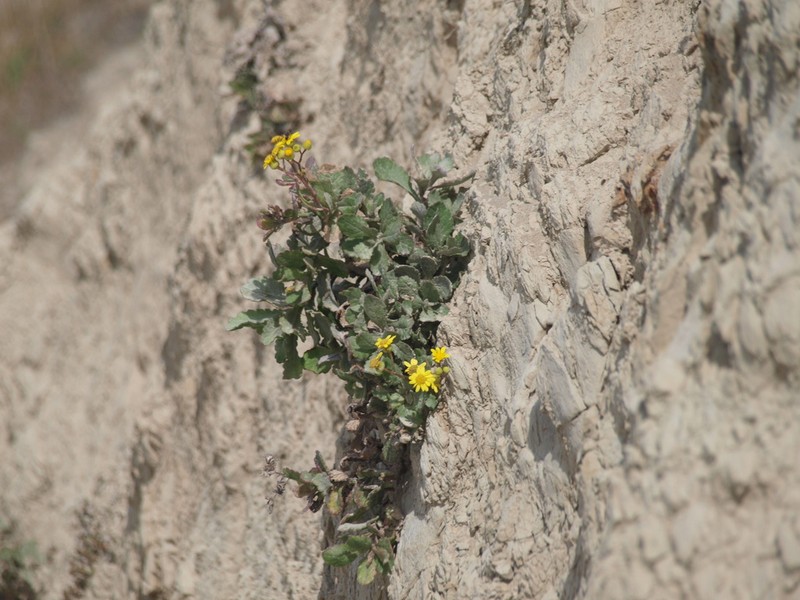 Senecio banksii photo 6