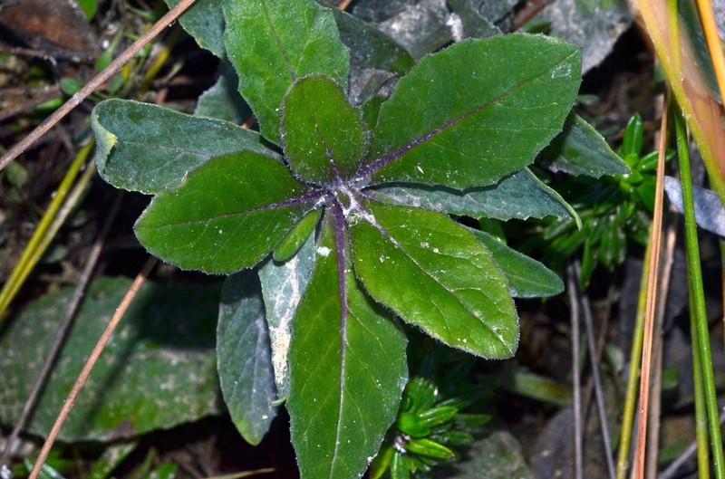 Senecio banksii photo 8